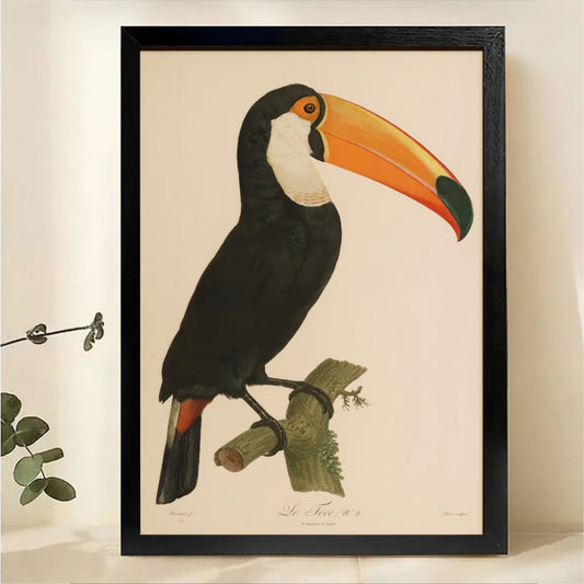 Toucan on Branch Wall Art - Vintage Botanical Illustration Canvas Print|W1355